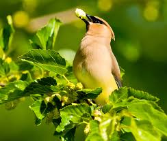 bird-eating-mulberry